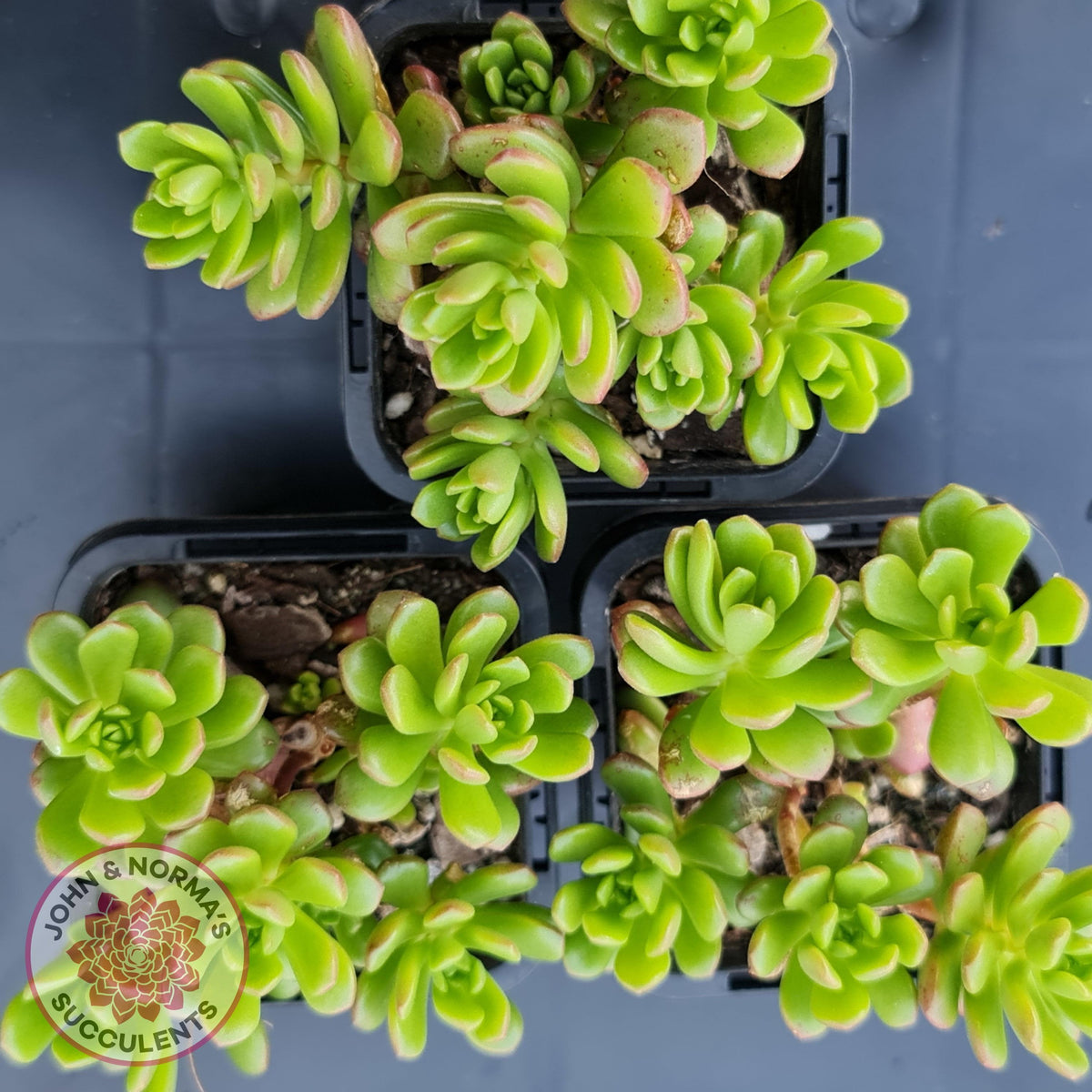 Sedum 'Joyce Tulloch'