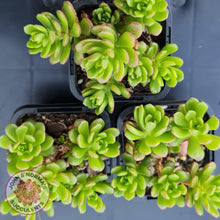 Load image into Gallery viewer, Sedum Joyce Tulloch - John &amp; Norma&#39;s Succulents
