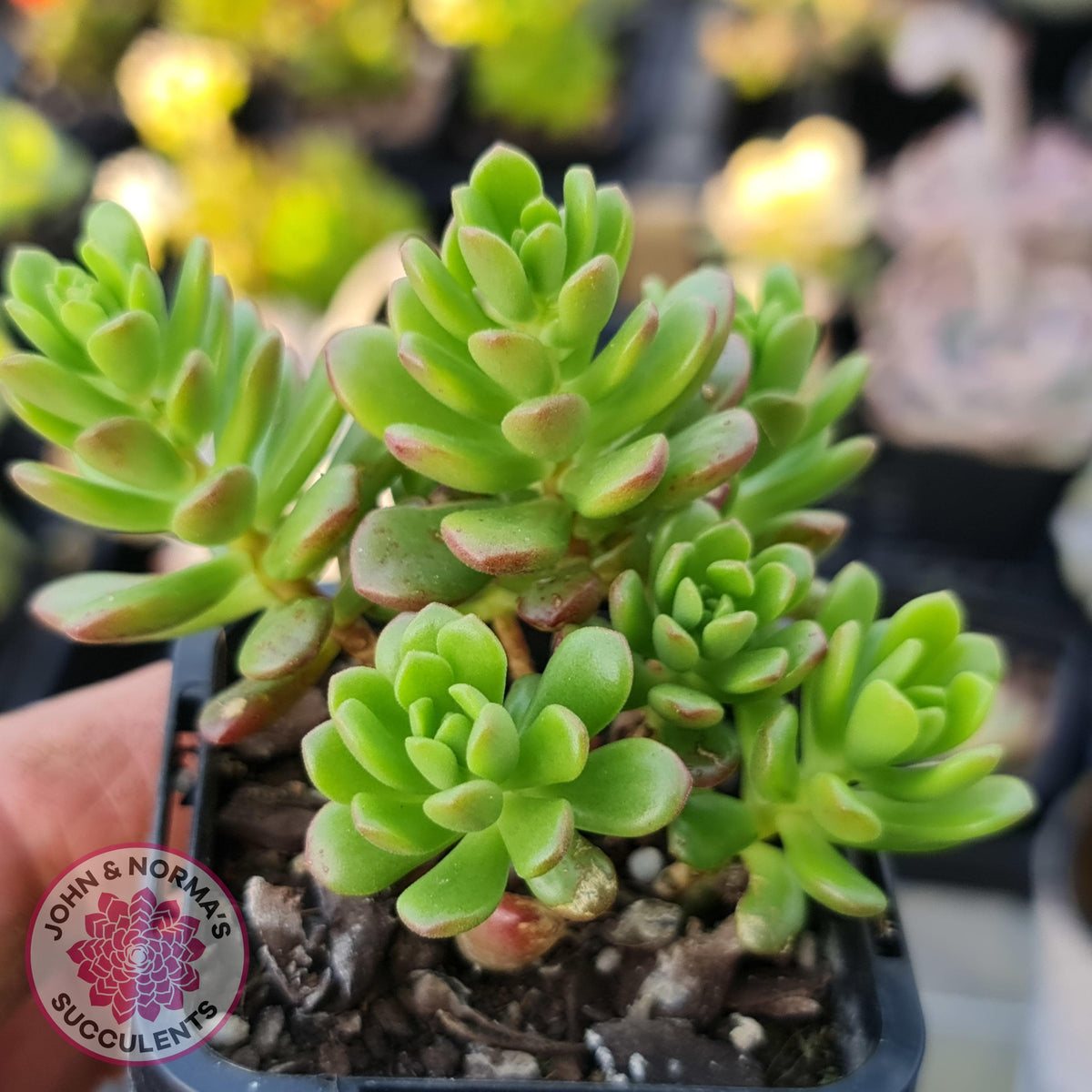 Sedum 'Joyce Tulloch'