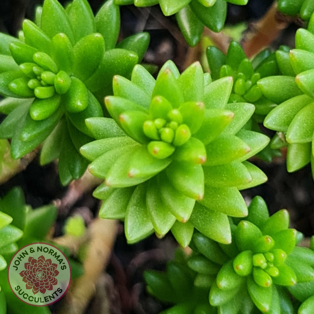 Sedum Spiral Staircase