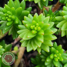 Load image into Gallery viewer, Sedum Spiral Staircase - John &amp; Norma&#39;s Succulents
