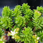 Sedum Spiral Staircase
