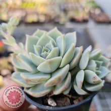 Load image into Gallery viewer, Graptoveria Titubans - John &amp; Norma&#39;s Succulents
