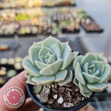 Load image into Gallery viewer, Graptoveria Titubans - John &amp; Norma&#39;s Succulents
