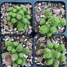 Monanthes polyphylla