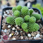 Monanthes polyphylla