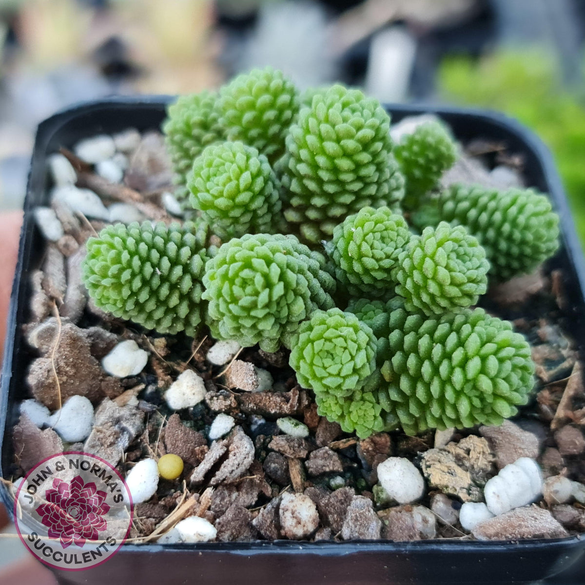Monanthes polyphylla