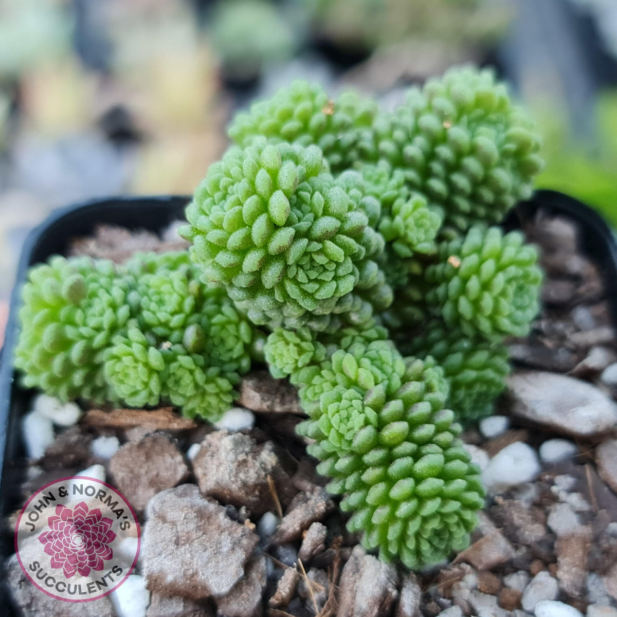 Monanthes polyphylla