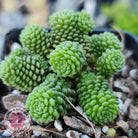 Monanthes polyphylla