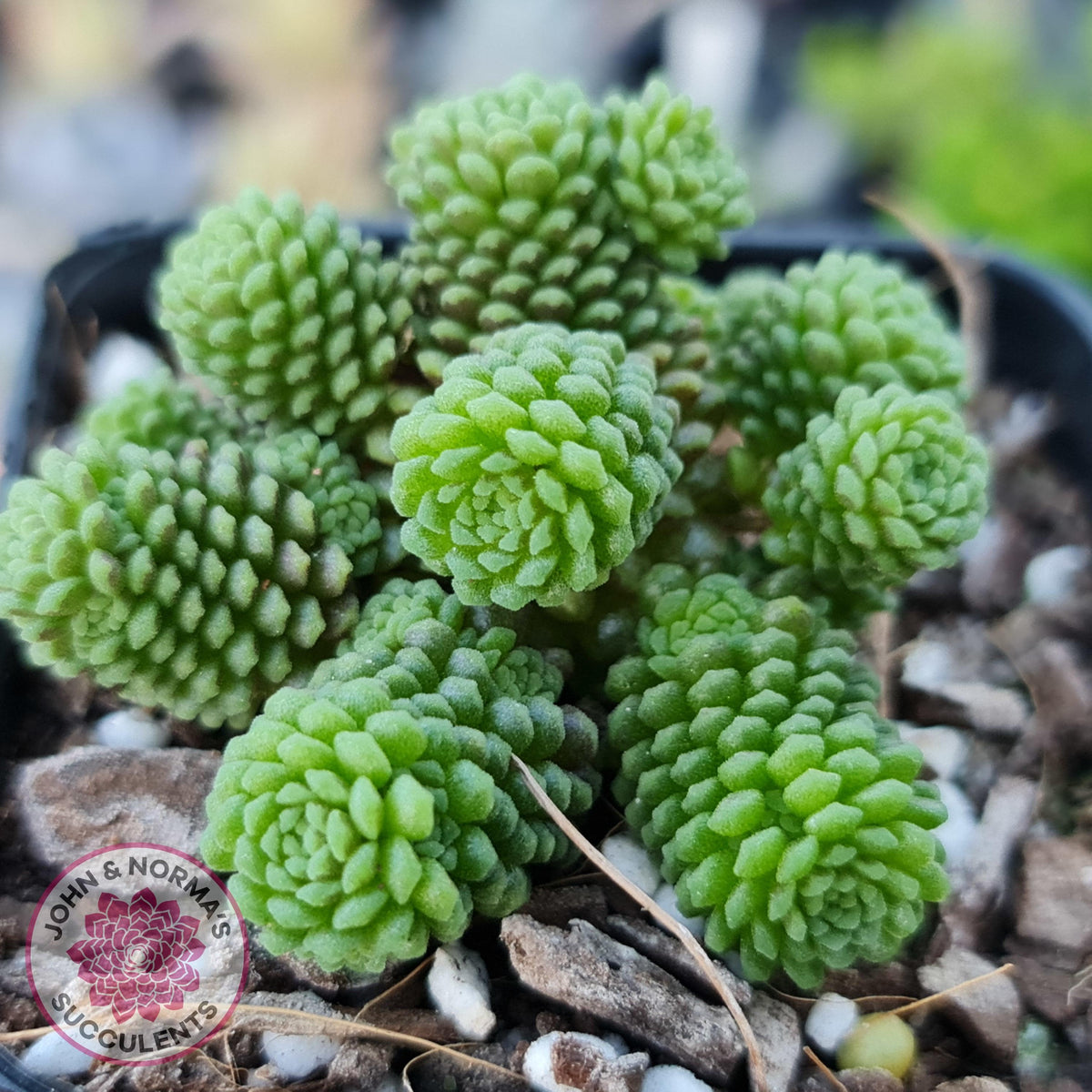 Monanthes polyphylla