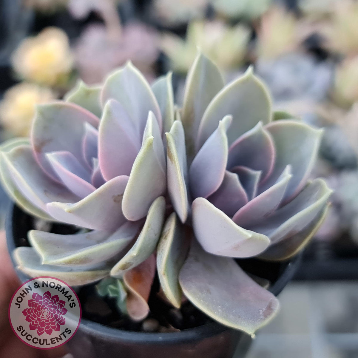 Echeveria Perle Von Nurnberg
