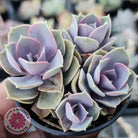 Echeveria Perle Von Nurnberg