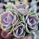 Echeveria Perle Von Nurnberg