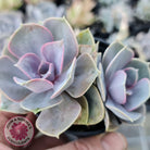 Echeveria Perle Von Nurnberg