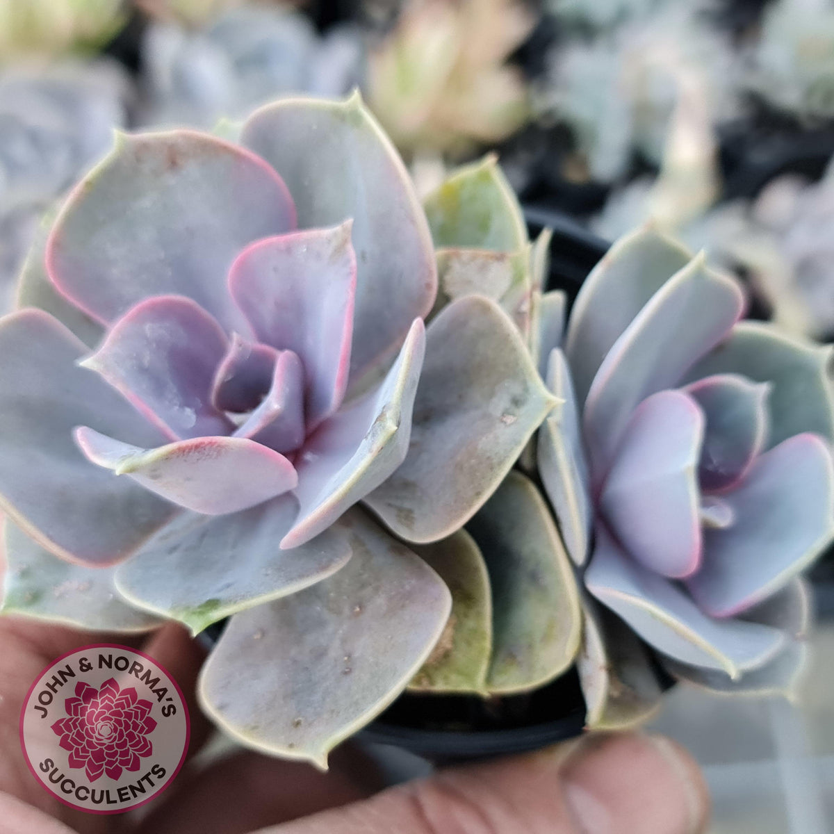 Echeveria Perle Von Nurnberg