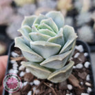Graptoveria Lovely Rose