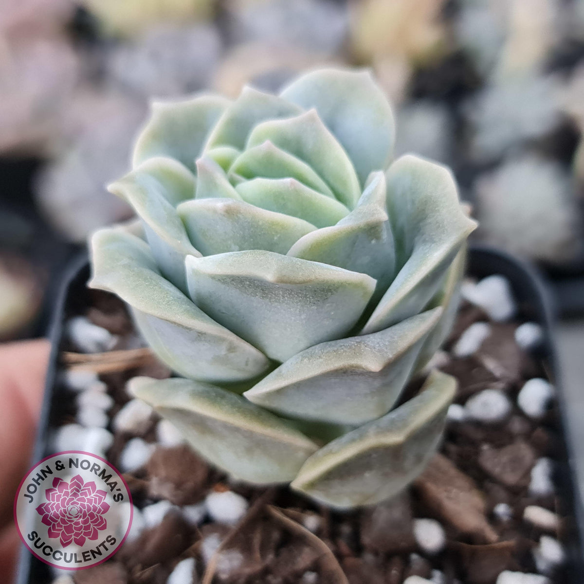Graptoveria Lovely Rose