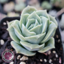 Load image into Gallery viewer, Graptoveria Lovely Rose - John &amp; Norma&#39;s Succulents
