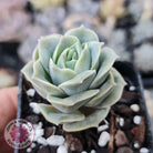 Graptoveria Lovely Rose