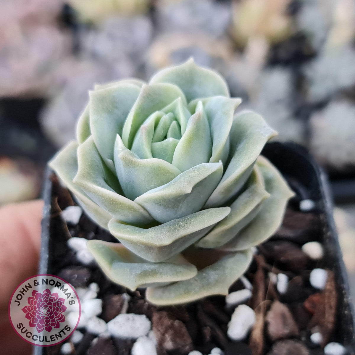 Graptoveria Lovely Rose