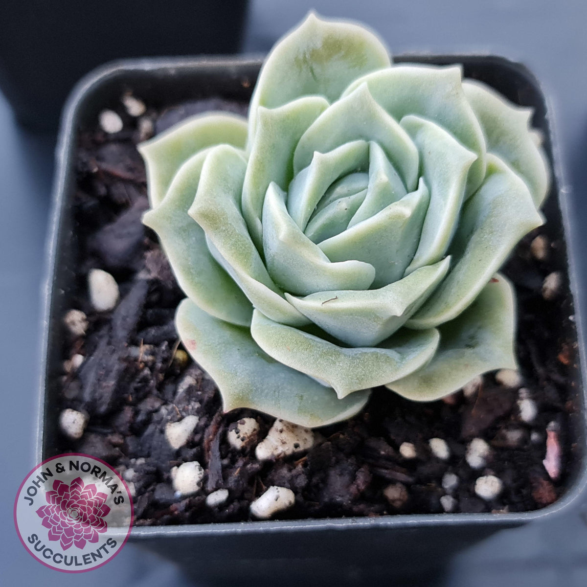 Graptoveria Lovely Rose