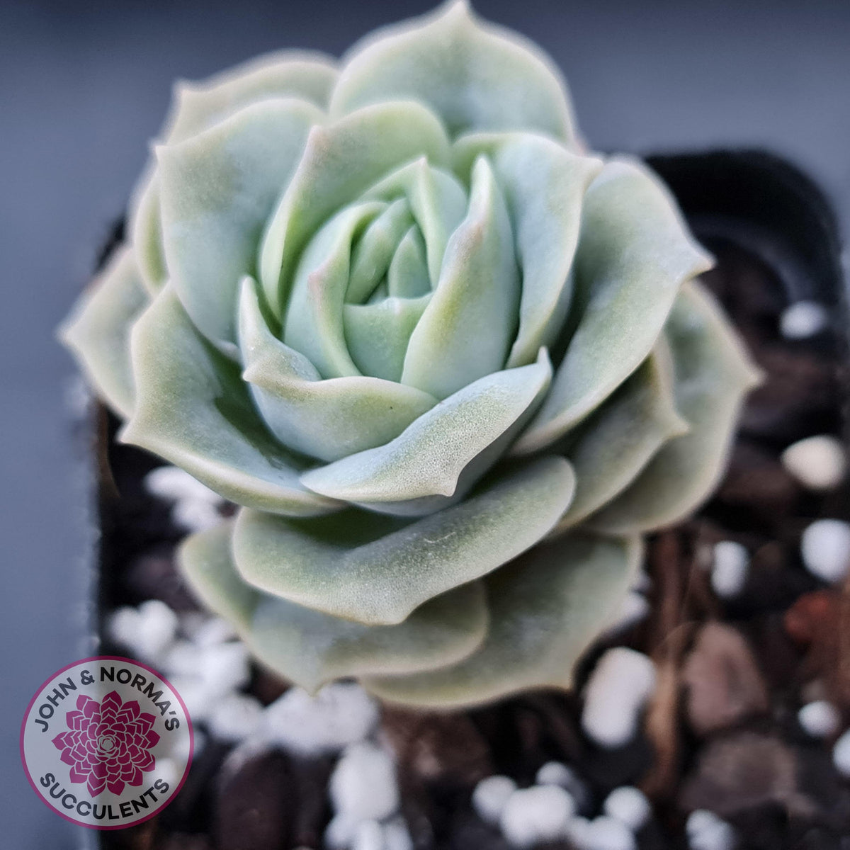 Graptoveria Lovely Rose