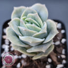 Graptoveria Lovely Rose