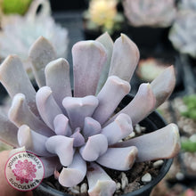 Load image into Gallery viewer, Graptoveria Topsy Debbie &#39;Lilac Spoons&#39; - John &amp; Norma&#39;s Succulents
