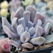 Load image into Gallery viewer, Graptoveria Topsy Debbie &#39;Lilac Spoons&#39; - John &amp; Norma&#39;s Succulents
