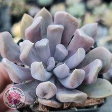 Load image into Gallery viewer, Graptoveria Topsy Debbie &#39;Lilac Spoons&#39; - John &amp; Norma&#39;s Succulents
