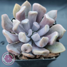 Load image into Gallery viewer, Graptoveria Topsy Debbie &#39;Lilac Spoons&#39; - John &amp; Norma&#39;s Succulents
