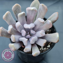 Load image into Gallery viewer, Graptoveria Topsy Debbie &#39;Lilac Spoons&#39; - John &amp; Norma&#39;s Succulents
