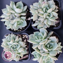 Load image into Gallery viewer, Graptoveria Titubans - John &amp; Norma&#39;s Succulents
