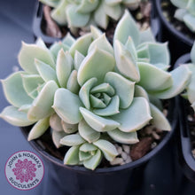 Load image into Gallery viewer, Graptoveria Titubans - John &amp; Norma&#39;s Succulents
