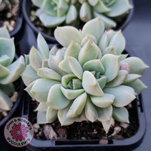 Load image into Gallery viewer, Graptoveria Titubans - John &amp; Norma&#39;s Succulents
