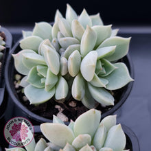 Load image into Gallery viewer, Graptoveria Titubans - John &amp; Norma&#39;s Succulents
