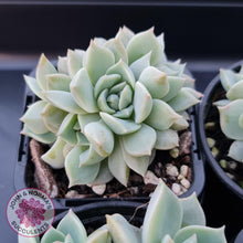 Load image into Gallery viewer, Graptoveria Titubans - John &amp; Norma&#39;s Succulents
