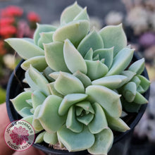 Load image into Gallery viewer, Graptoveria Titubans - John &amp; Norma&#39;s Succulents
