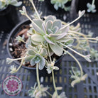 Orostachys iwarenge var. boehmeri - Variegated Chinese Dunce Cap