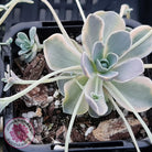 Orostachys iwarenge var. boehmeri - Variegated Chinese Dunce Cap