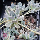 Orostachys iwarenge var. boehmeri - Variegated Chinese Dunce Cap