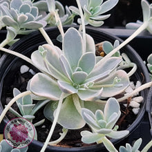 Load image into Gallery viewer, Orostachys iwarenge var. boehmeri - Variegated Chinese Dunce Cap - John &amp; Norma&#39;s Succulents
