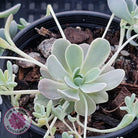 Orostachys iwarenge var. boehmeri - Variegated Chinese Dunce Cap