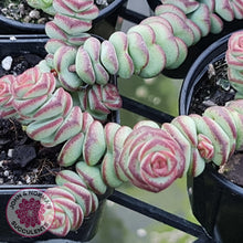 Load image into Gallery viewer, Crassula Baby&#39;s Necklace - John &amp; Norma&#39;s Succulents
