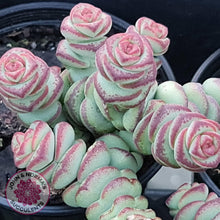 Load image into Gallery viewer, Crassula Baby&#39;s Necklace - John &amp; Norma&#39;s Succulents
