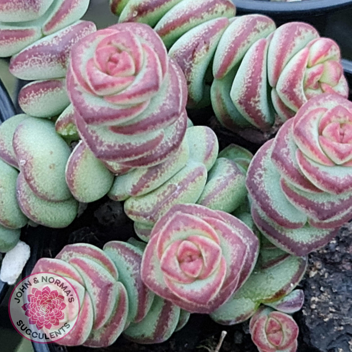 Crassula Baby's Necklace