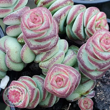 Load image into Gallery viewer, Crassula Baby&#39;s Necklace - John &amp; Norma&#39;s Succulents
