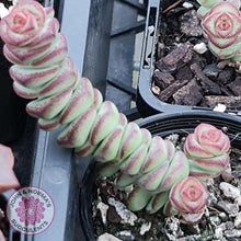 Load image into Gallery viewer, Crassula Baby&#39;s Necklace - John &amp; Norma&#39;s Succulents
