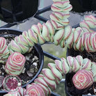 Crassula Baby's Necklace