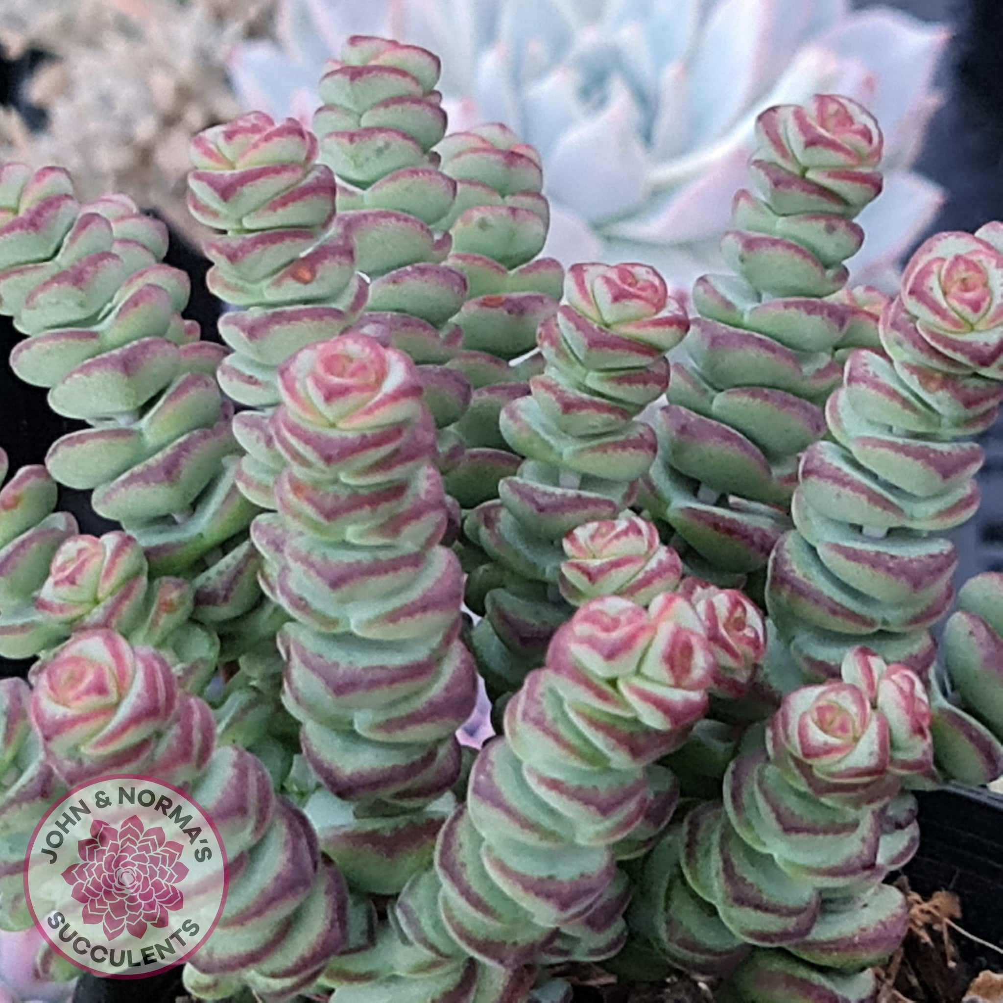 Got this crassula 'baby's necklace' in March 2015 (3 pieces about 2” high)  and here is what it looks like today May 2019 : r/succulents